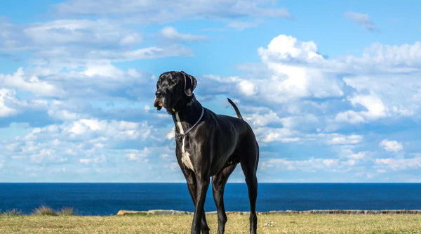 Great Dane Dog Bloat