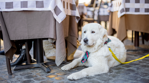 Dog friendly restaurants and cafes