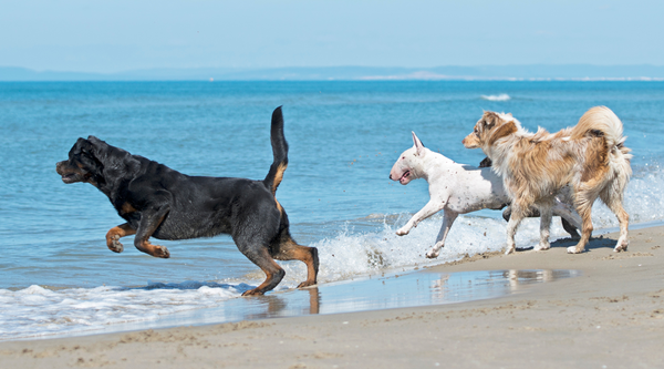 Dogs playing at the beach