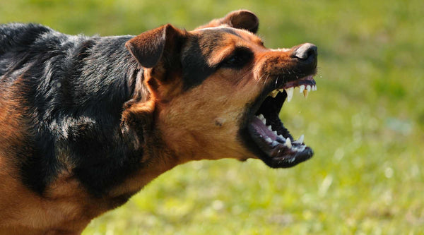 Is your furry friend showing signs of fear aggression? Don't fret! Our expert tips and tricks will teach you how to stop it for good.