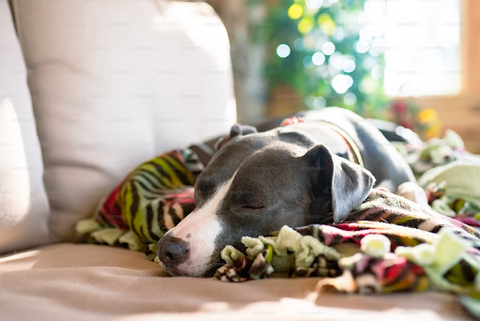 Satisfied dog sleeping - Super Feedy Lickmat and Bowl