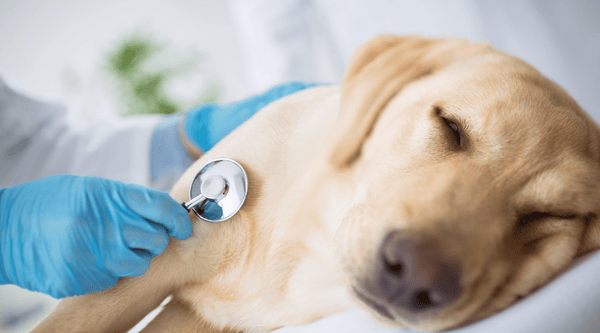 Dog ingested a foreign object at the vets