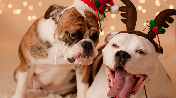 Five ways to keep your dog's safe if you're travelling over the christmas holidays?