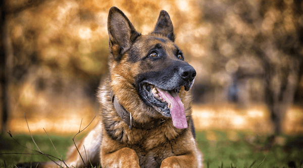 German Shepherds are prone to bloating 