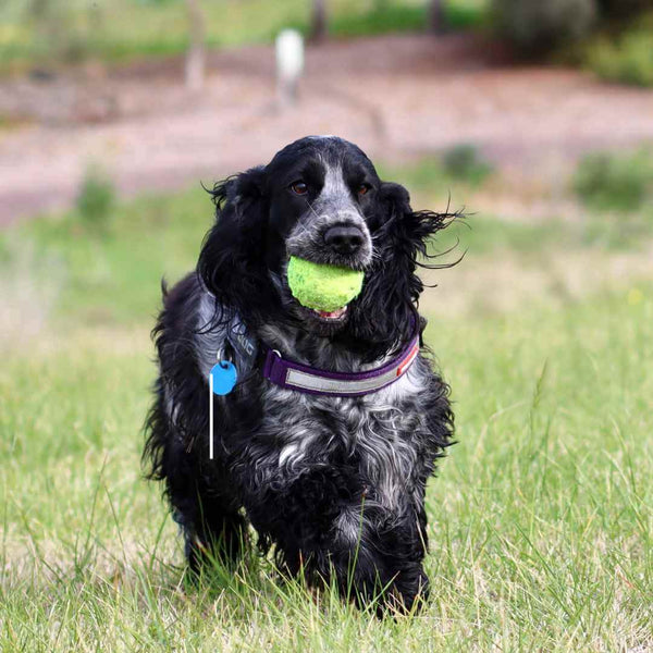 Dog toy tennis ball