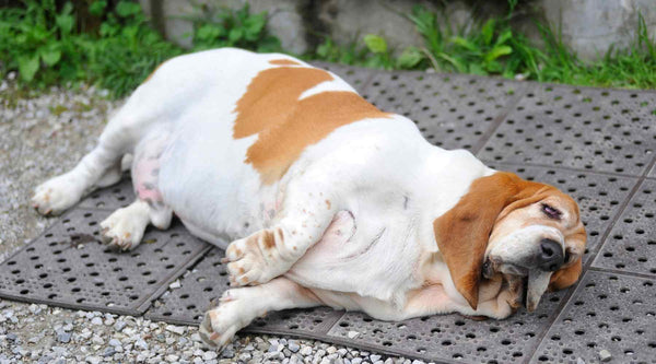 What causes a dog to put on weight?