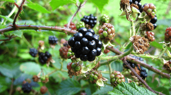 Blackberries make healthy treats for dogs if incorporated safely into their daily diet.
