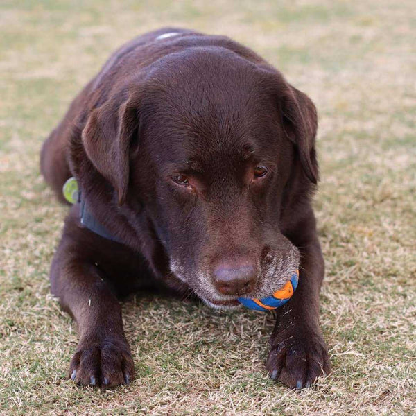 Belle the Labrador, Super Feedy