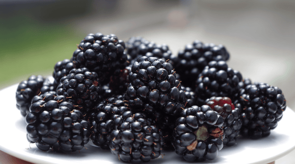 Blackberries are healthy for your dog