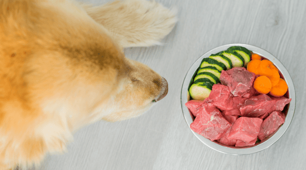 Feeding your older dog the right foods