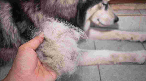 There are easy ways to manage your dog's shedding