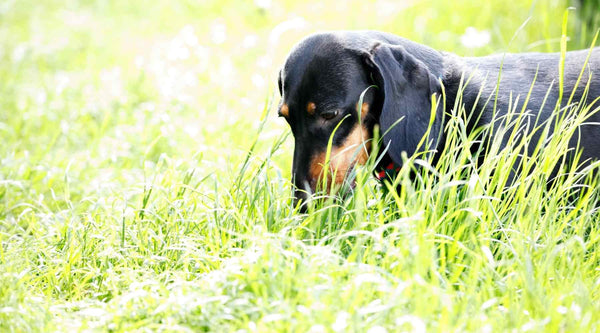 The act of eating grass is normal behaviour for dogs