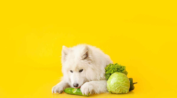 Dog friendly vegetables