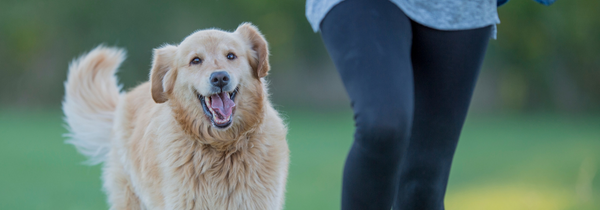 Exercise with your dogs