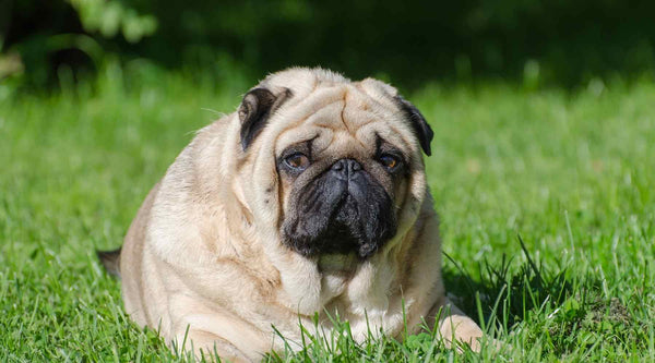 An overweight dog outdoors