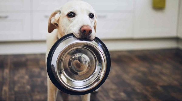 Which is better: homemade meals or commercial dog food?