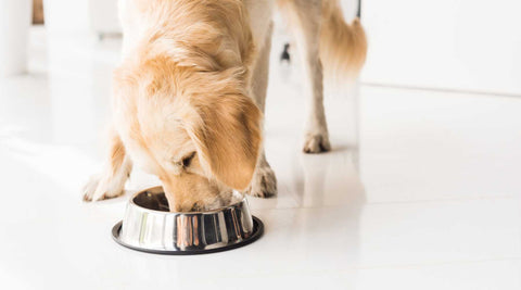 How to Safely Change Your Dog's Diet