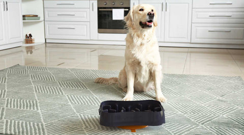 The Role of Diet in Your Dog's Health