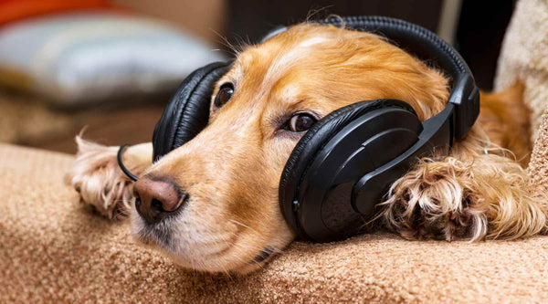 The Power of Music: How Reggae and Soft Rock Influence Your Dog's Behaviour