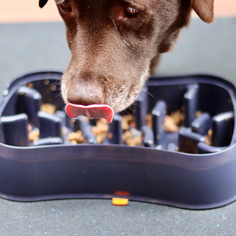 The Best Slow Feeder Dog Bowl For Labrador Breeds