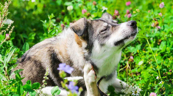 Dogs are prone to food allergies just like humans.