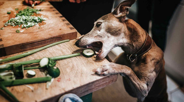 Dog reaching out to eat vegetables