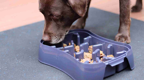 Top 5 Benefits of Using a Slow Feeder Dog Bowl
