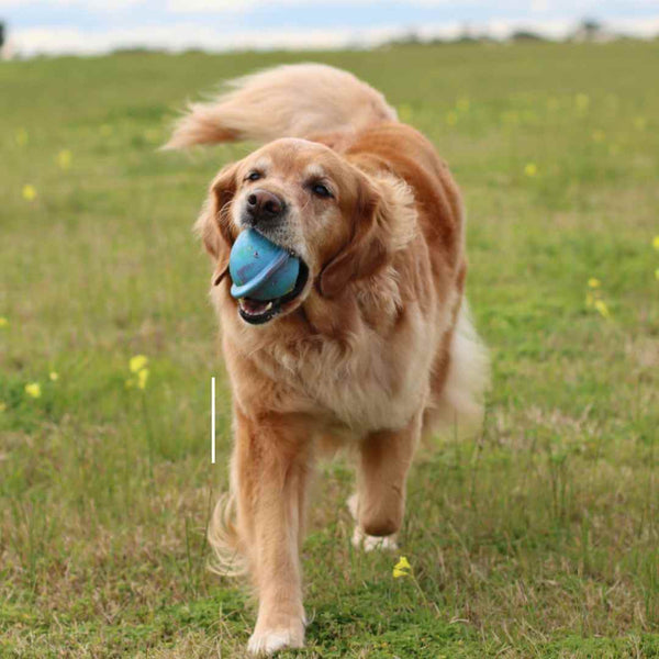 Dog playing fetch