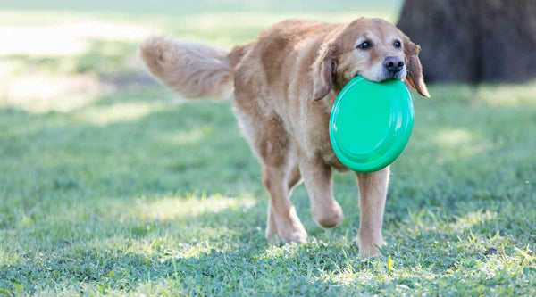 Play frisbee with your dog