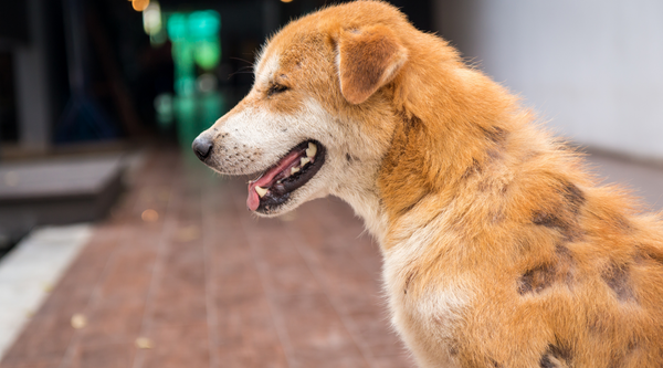 can you put coconut oil on dog hot spots