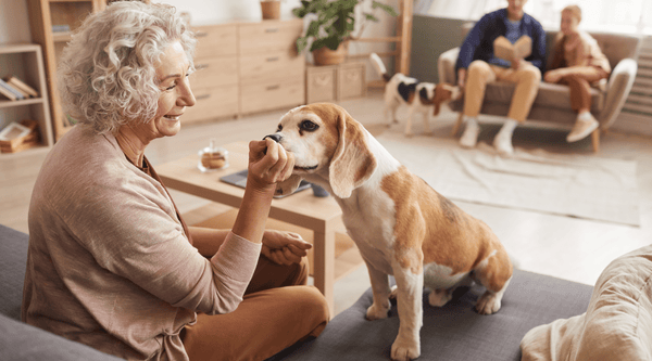 Despite its limitations, turmeric can considerably improve senior pets' quality of life considerably.