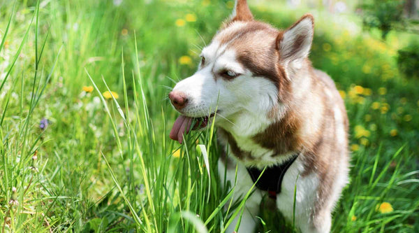 Why do dogs like eating grass?