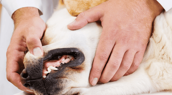 Dental health is important for dogs