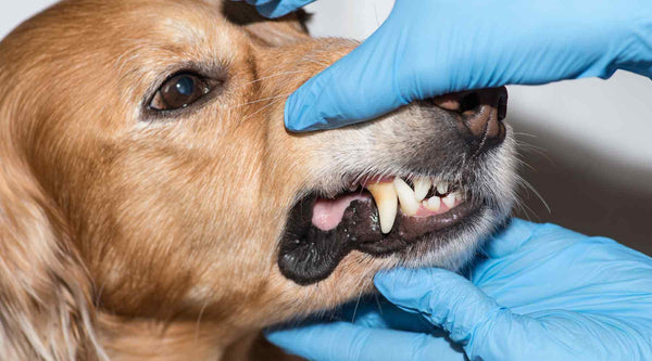 Shark Cartilage for Dental Health in Dogs