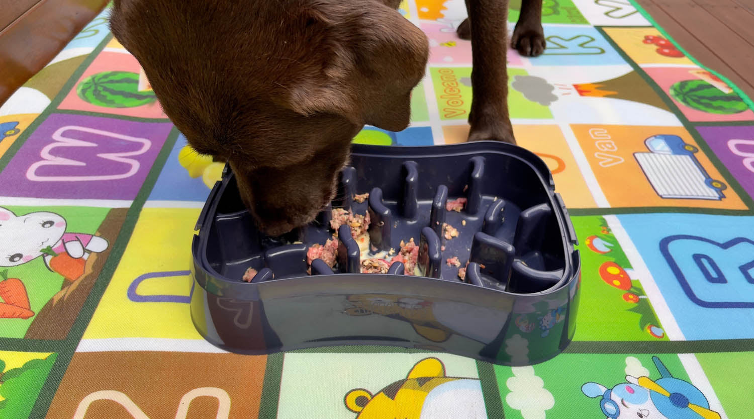 Dog eating a rare food diet meal from a Super Feedy Slow Feeder bowl