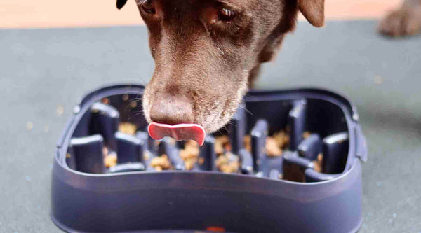 Super Feedy Slow Feeder Dog Bowl