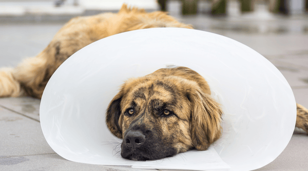 Pet insurance is essential for pet owners to consider getting
