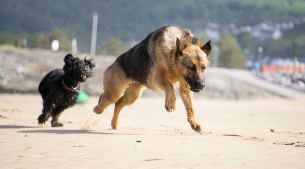 Active dogs running on the beach 