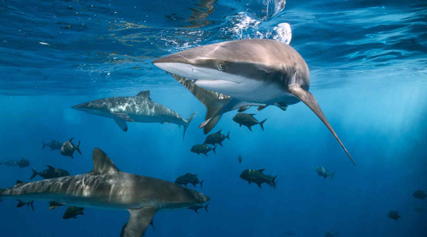 The production of shark cartilage products does involve the harvest of sharks, which can have an impact on shark populations.