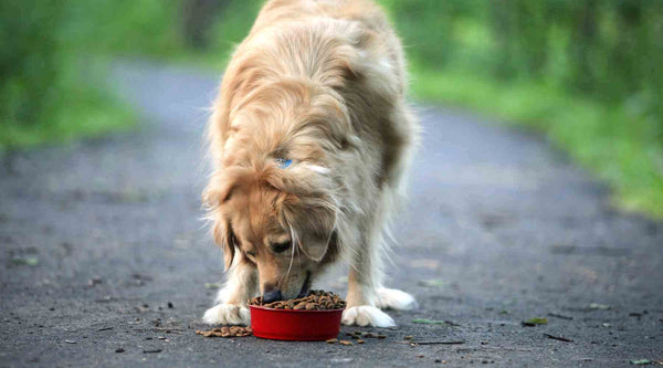 8 Surprising Causes of Dog Bloat and Indigestion