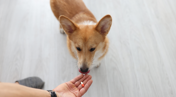 Coat Pills with Coconut Oil