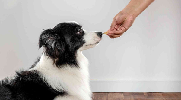 Try hand feeding at mealtime