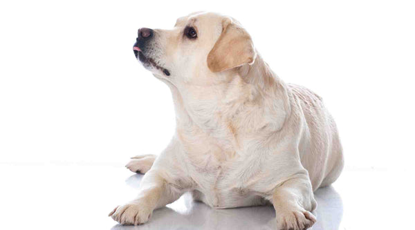 There are several medical problems associated with obesity in dogs.