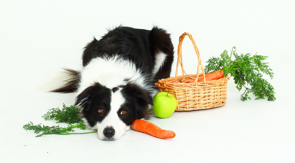 Dog Friendly Vegetables