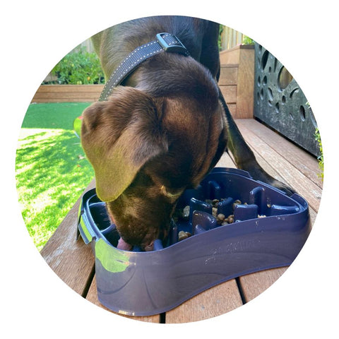 Puppy eating from Super Feedy slow feeder bowl