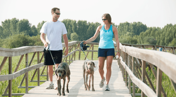 A regular exercise routine, including physical activity, can keep your dog healthy even if he doesn't run around the park anymore.