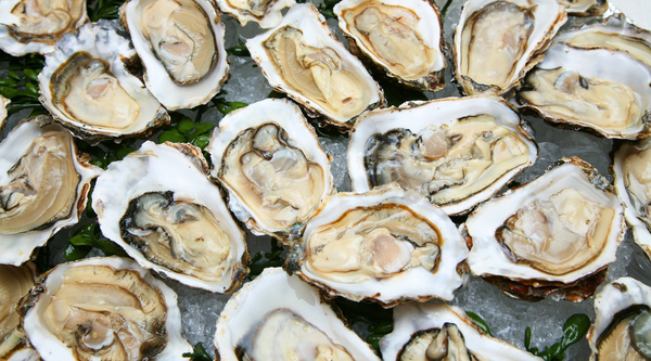 Oysters