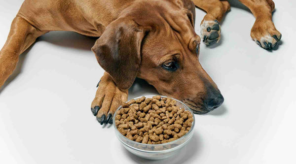 You should stop feeding your dog recalled food as soon as possible.