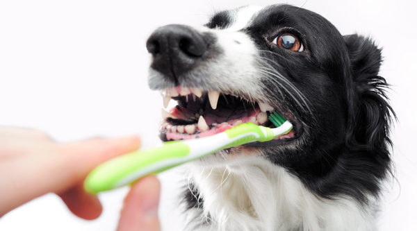 Brush Dogs Teeth with Coconut Oil