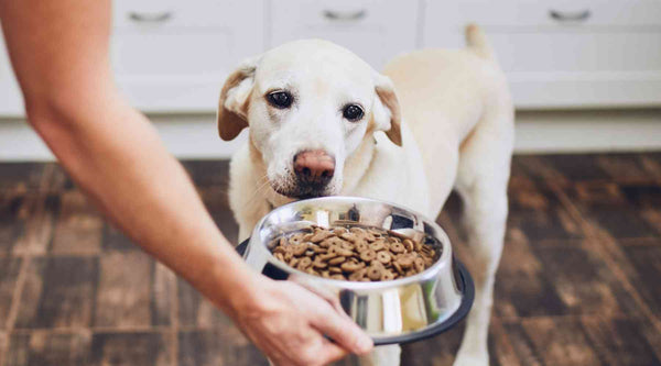 Lift their bowl off the ground to give them their treat.